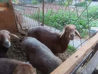 Kambing jantan, Sheep — foto 3