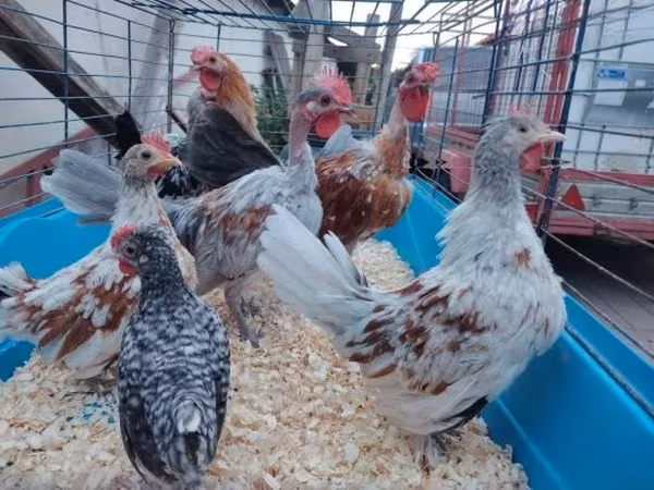 Chickens