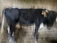 Bulle, Russian Black pied cattle — Foto 4