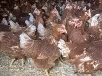 Chickens — foto 3