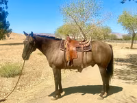 Cavallo, Quarter Horse — foto 3
