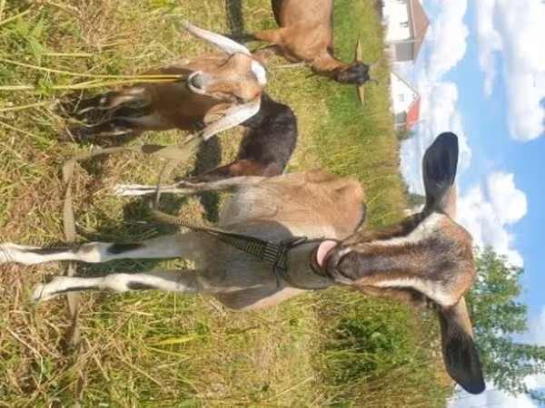 Koza, Nubian Goat — Rusko