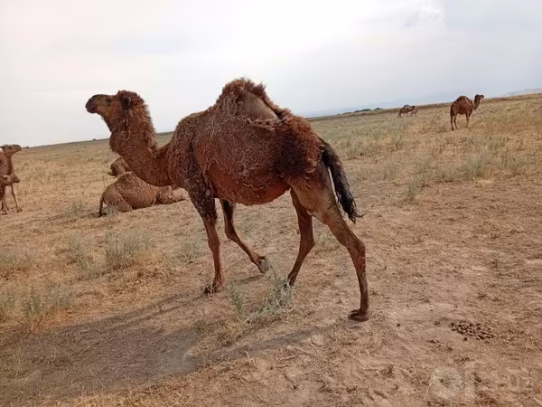 شتر ماده, شتر