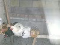 Chickens — foto 1