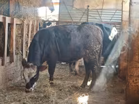 Lembu jantan, Cattle — foto 2