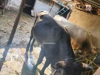Buğa, Mal-qara — foto 2