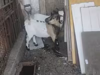 ஆண் வெள்ளாடு, Dutch Landrace goats — புகைப்படம் 4