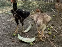 Chickens — รูปภาพ 3