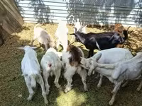 Ziegenbock, Saanen goat — Foto 1