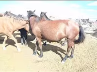 مادیان, Kazakh horse — عکس 3