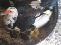 Ducks — foto 1