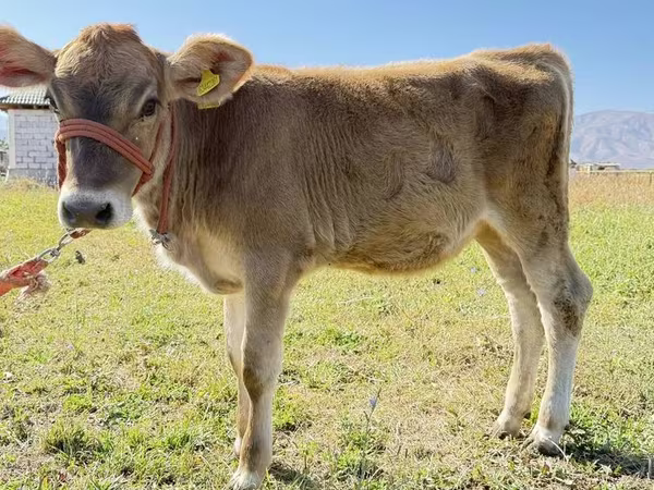 Krava, Swiss cattle