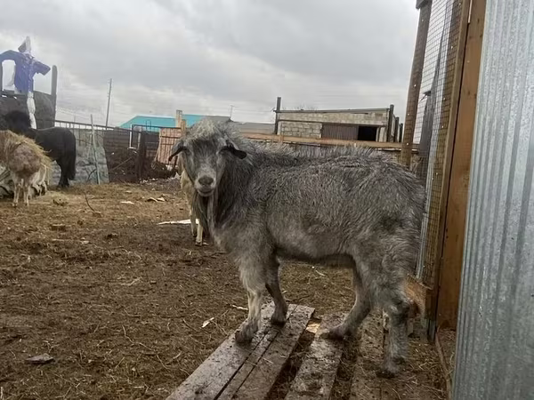 Ямааны ухна, Alpine goat