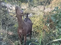 암염소, Saanen goat — 사진 3