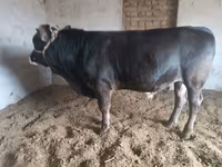 วัวตัวผู้, Swiss cattle — รูปภาพ 1