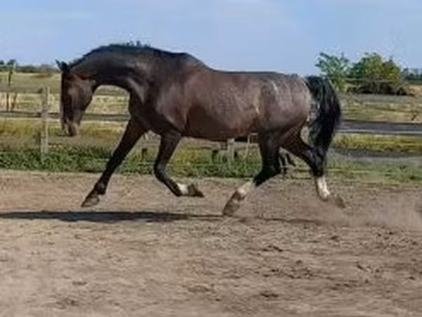 Kůň, Dutch warmblood horse