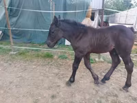 კვიცი, Hungarian horse breed — ფოტო 2