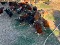 Chickens — รูปภาพ 2