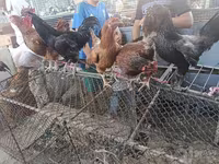 Chickens — foto 1