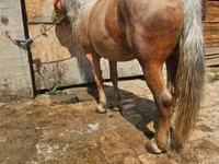 Faras dhaddig, Horses — sawirka 3