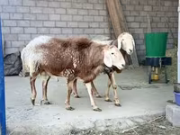 مینڈھا, Rhon sheep — تصویر 5