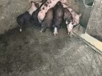 Cerdos (lote, sexo no especificado), Cerdos — foto 1