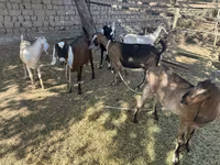بز ماده, Nubian Goat — عکس 5