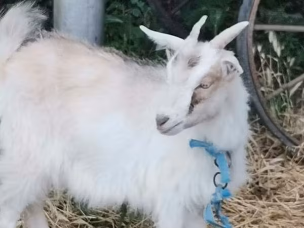 Goat, Goats