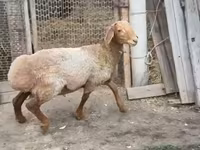 Kambing jantan, Rhon sheep — foto 1