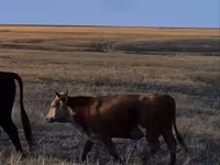 Toro, Mucca kazaka a testa bianca — foto 2