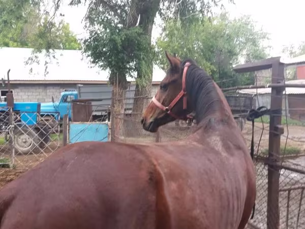 Faras, Arabian horse