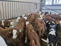 Bik, Simmental cattle — fotografija 2