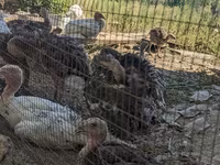 Turkeys — ছবি 4