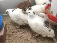 Quails — zdjęcie 2