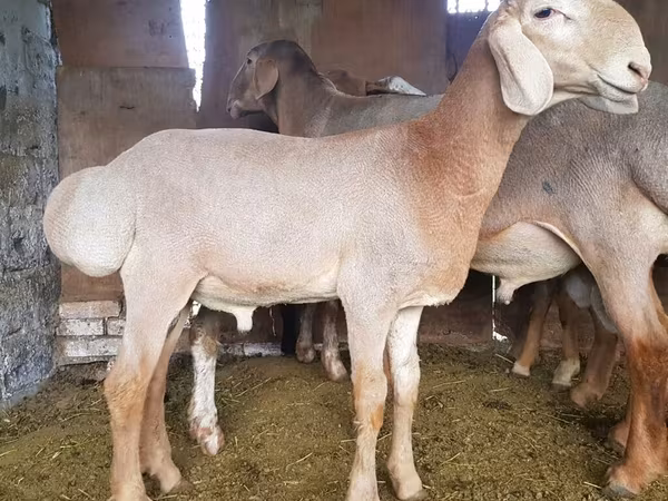 Beran, Arashan sheep