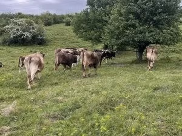Կով, Բուրա Կարպատյան ցեղատեսակ