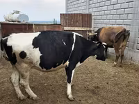 Vache, Race Holstein — photo 1
