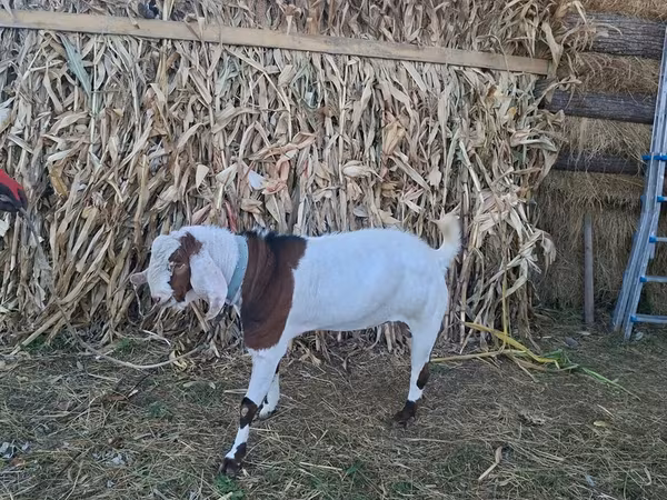 ወንድ ፍየል, Nubian Goat