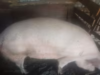 Doofaar dhaddig, Pigs — sawirka 2