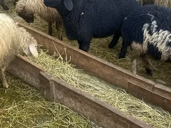 Schaf, Schafe