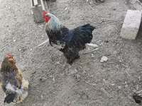 Brahma — foto 4