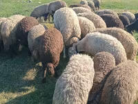 میش, گوسفند — عکس 1