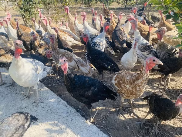 Turkeys
