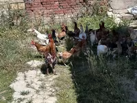 Chickens — fotografija 1
