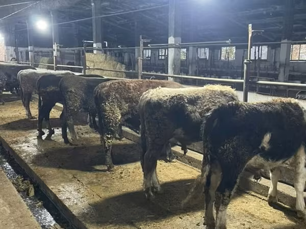 Dibi, Swiss cattle