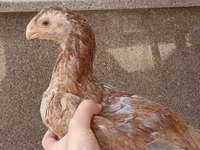 Chickens — photo 4