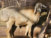 Beran, Arashan sheep — foto 5