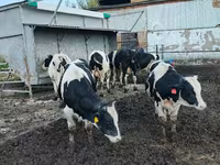Bulle, Russian Black pied cattle — Foto 4
