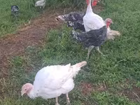 Turkeys — foto 3