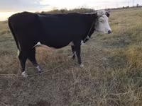 گاو ماده, Simmental cattle — عکس 2